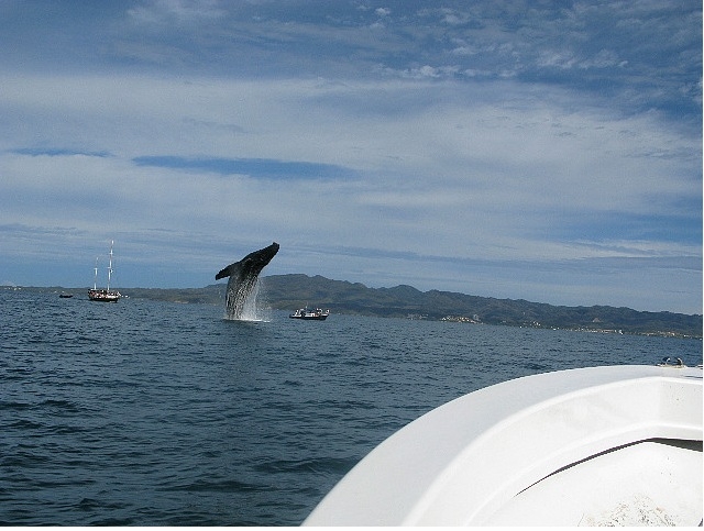 Ballenas en Vallarta